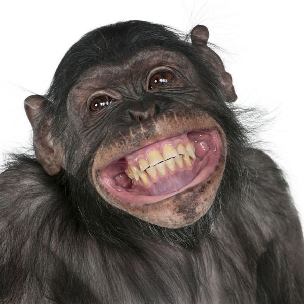 نمای نزدیک از میمون نژاد مخلوط بین شامپانزه و بونوبو خندان 8 ساله