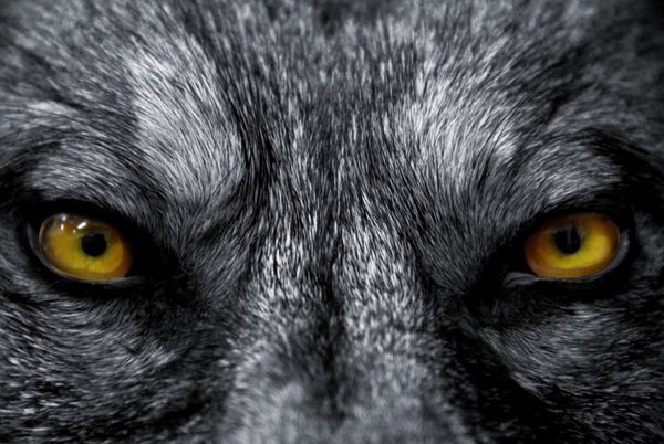 چشمان زیبای یک گرگ وحشی پستاندار خطرناک