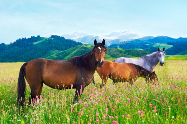 سه اسب در چمنزاری در میان کوهها چرا می کردند