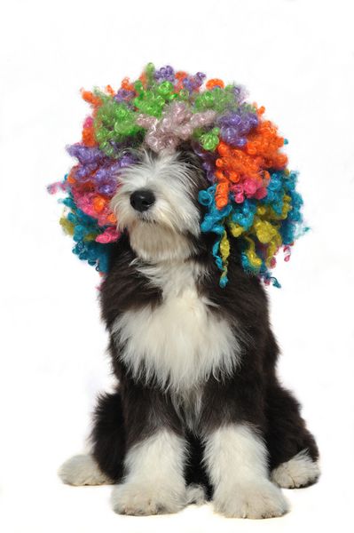 توله سگ کولی ریشو که کلاه گیس دلقکی بر سر دارد