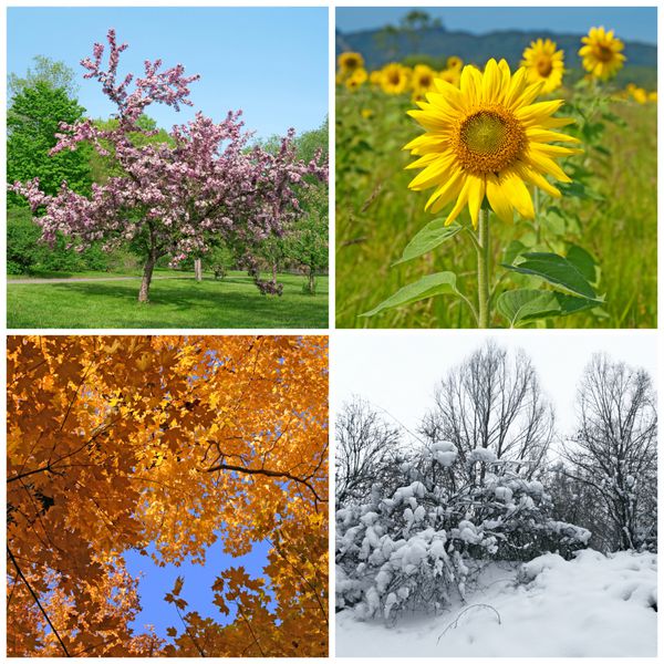 چهار فصل مناظر بهار تابستان پاییز و زمستان