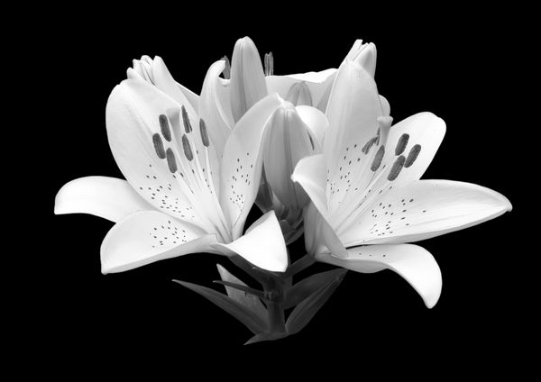 زنبق گل سیاه و سفید نزدیک جدا شده بر روی یک پس زمینه سیاه دعوت منو