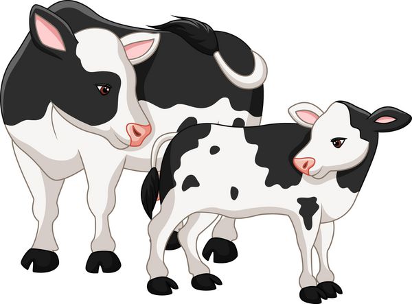 مادر گاو ناز با بچه گوساله