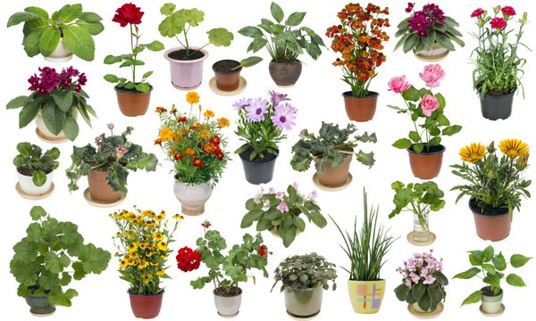 مجموعه گیاهان آپارتمانی و گل های داخلی