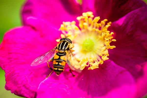 گل صد تومانی صورتی با زنبور گرده افشان