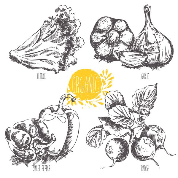 مجموعه ای از سبزیجات ارگانیک میوه ها غذاها با دست طراحی شده است وکتور به سبک قدیمی