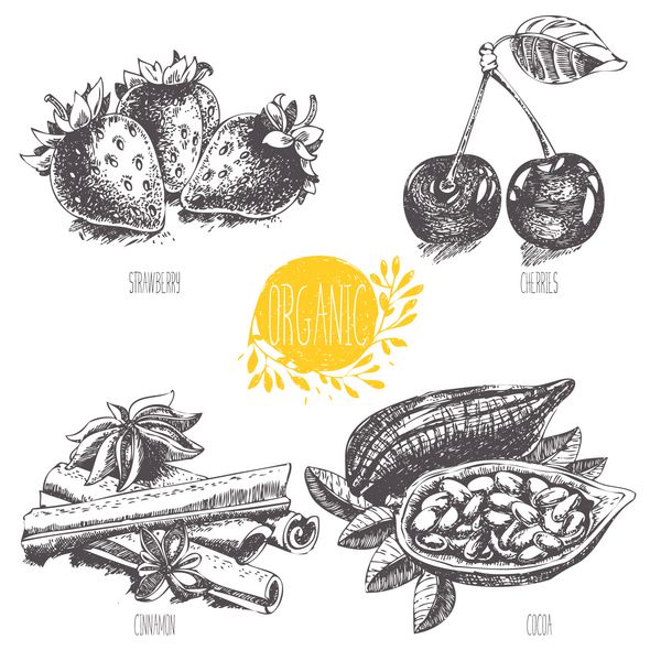 سری - وکتور میوه سبزیجات و ادویه جات تصویر دستی به سبک قدیمی طرح غذای سالم گرافیک خطی مجموعه ای از توت فرنگی گیلاس کاکائو دارچین