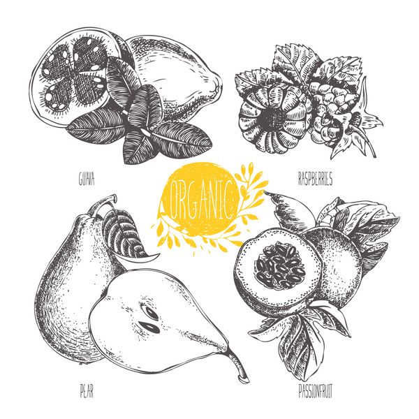 سری - وکتور میوه سبزیجات و ادویه جات تصویر دستی به سبک قدیمی طرح غذای سالم گرافیک خطی مجموعه ای از تمشک گلابی گلابی گواوا