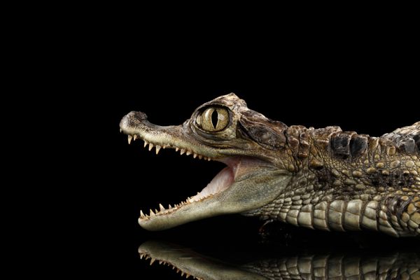 نمای نزدیک تمساح کیمن جوان خزنده با دهان باز جدا شده در پس زمینه سیاه در نمای نمایه