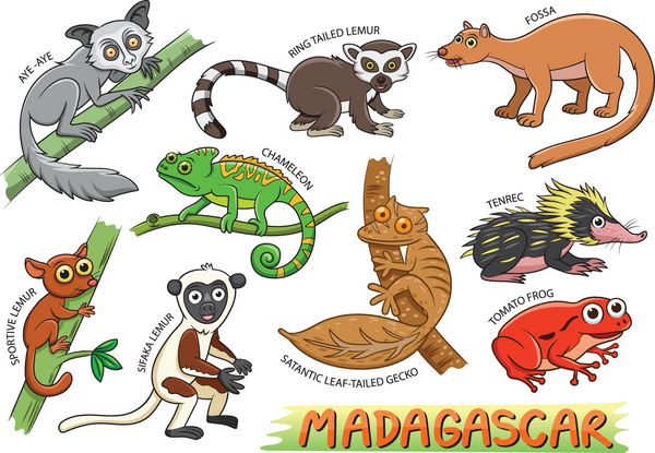 مجموعه ای از حیوانات کارتونی زیبا و در مناطق ماداگاسکار
