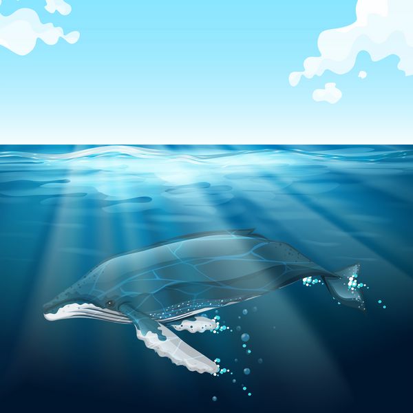 نهنگ در حال شنا در زیر دریای آبی
