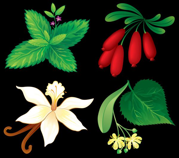 مجموعه ای از گیاهان معطر