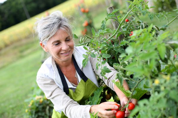 زن ارشد در حال چیدن گوجه فرنگی از باغ سبزی
