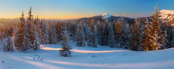 جنگل پوشیده از برف در پس زمینه کوه نور زرد عصر پانوراما
