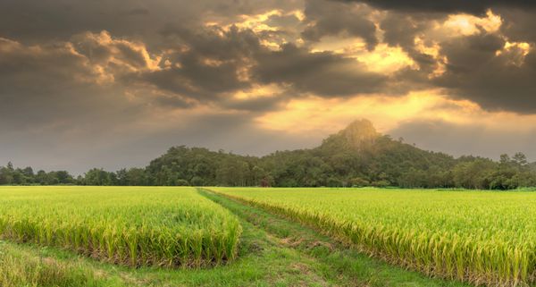 مزرعه برنج با پس زمینه کوه در زیر آسمان نور خورشید خارق العاده