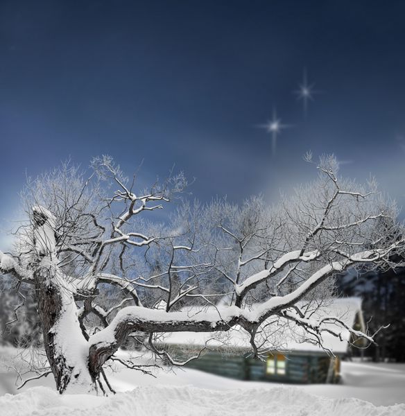 درخت پوشیده از برف در عصر زمستان با ستاره ها در آسمان و کلبه چوبی در پس زمینه