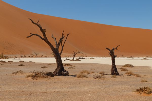 درخت مرگ با تپه های قرمز از vlei پنهان sossusvlei نامیبیا