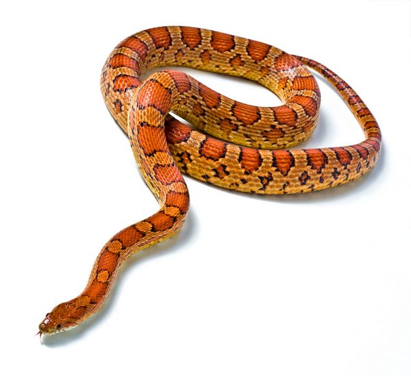 snake young boa constrictor در زمینه سفید