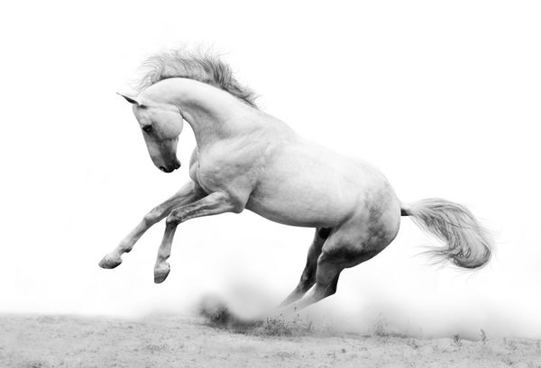 اسب نر سفید نقره ای در غبار