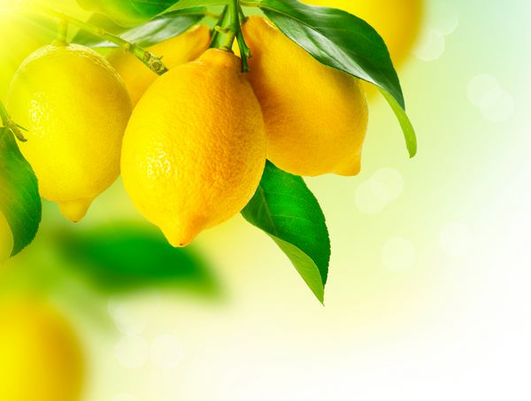 لیمو لیموهای رسیده که روی درخت لیمو آویزان شده اند لیمو در حال رشد