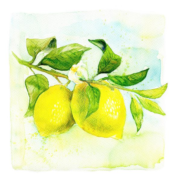 نقاشی با آبرنگ با دست تصویر لیمو میوه ای
