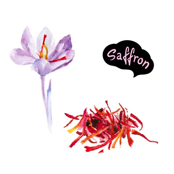تصویر آبرنگ زعفرانی آبرنگ گیاهان آشپزخانه ایزوله شده در پس زمینه سفید گل زعفران