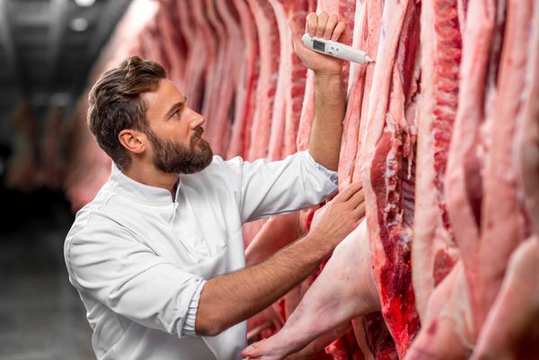 قصابی که دمای گوشت خوک را در یخچال در کارخانه تولید گوشت اندازه می‌گیرد