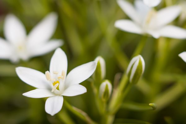 گلهای سفید کوچکی که در باغ تابستانی رشد می کنند