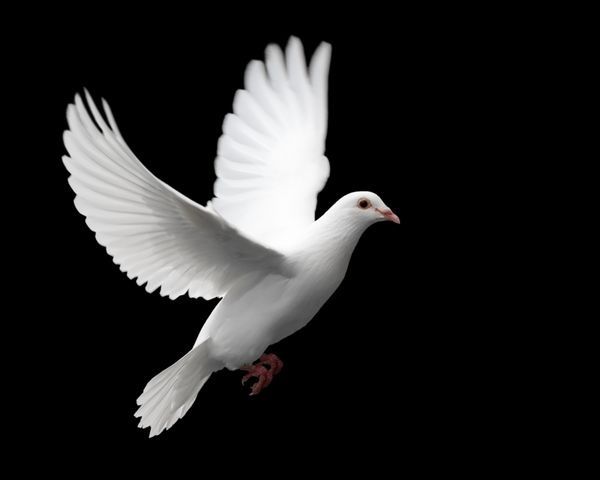 کبوتر سفید در پرواز 1