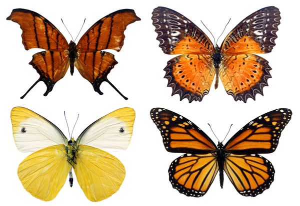 برخی از پروانه های مختلف جدا شده بر روی سفید