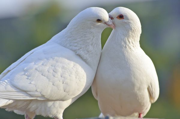 دو کبوتر سفید دوست داشتنی