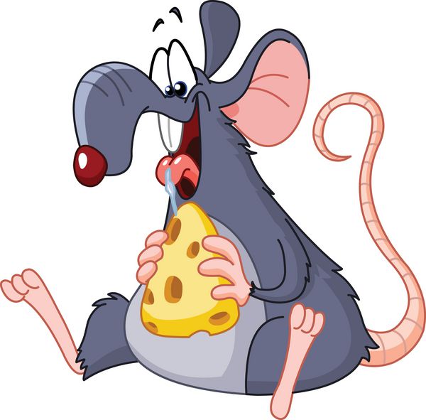 موش در حال خوردن پنیر