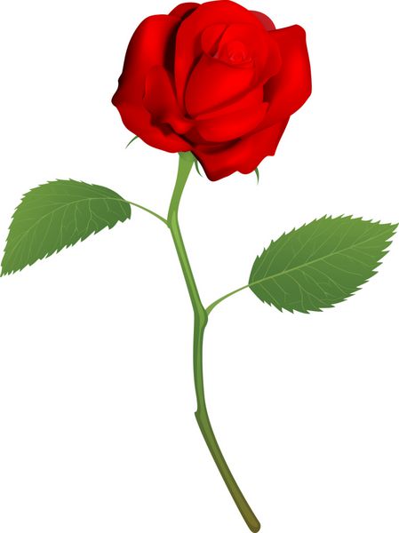 تصویر یک گل رز قرمز زیبا