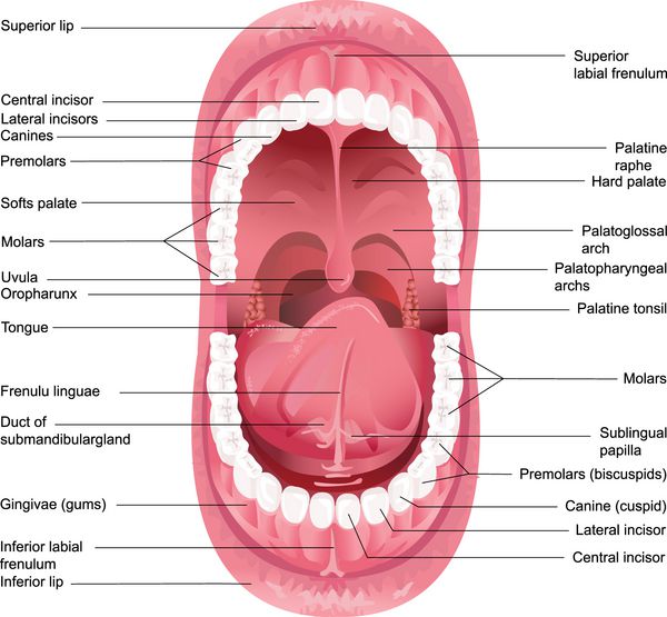 آناتومی دهان