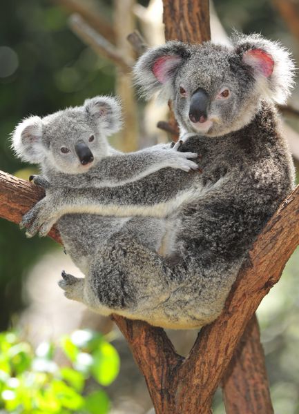 خرس کوآلای استرالیایی با نوزادش سیدنی خرس خاکستری استرالیا