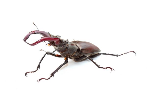 سوسک گوزن lucanus cervus روی سفید