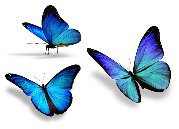 سه پروانه آبی جدا شده در پس زمینه سفید