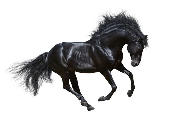 اسب نر سیاه در حال حرکت - جدا شده روی سفید