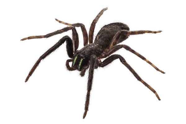 گونه عنکبوت سیاه tegenaria sp