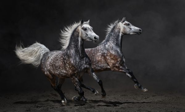 دو اسب عربی خاکستری روی پس زمینه تیره می تازند