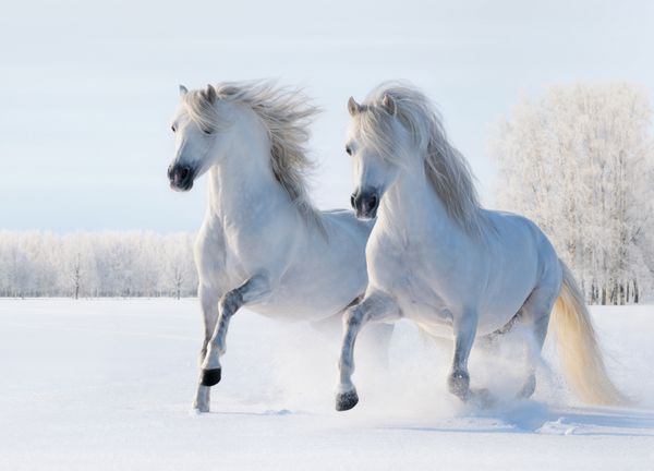 دو اسب سفید در زمین برفی می تازند