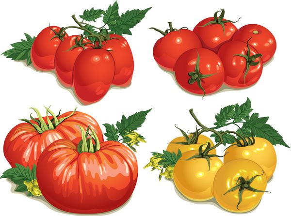مجموعه ای از انواع مختلف گوجه فرنگی