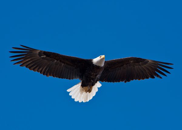 عقاب طاس از سمت چپ بالای سر او اوج می گیرد