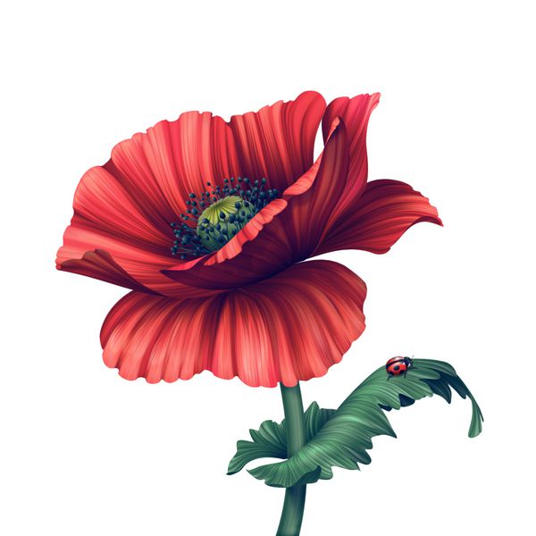 تصویر گل خشخاش قرمز جدا شده روی سفید