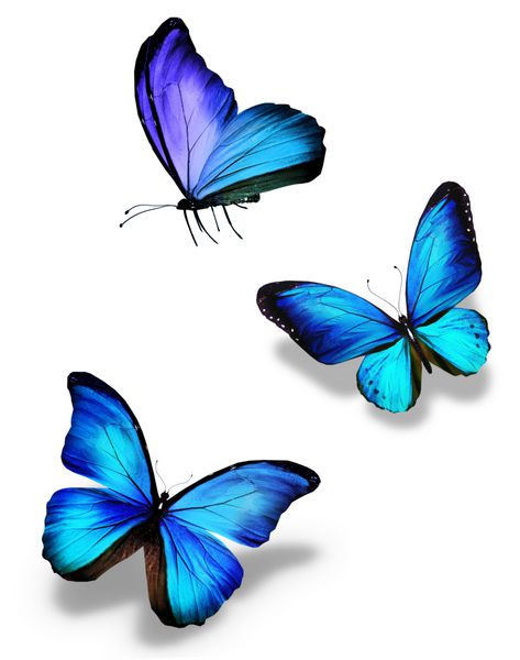 سه پروانه آبی جدا شده روی سفید