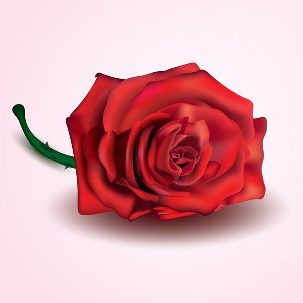 گل رز قرمز جدا شده در زمینه سفید و صورتی