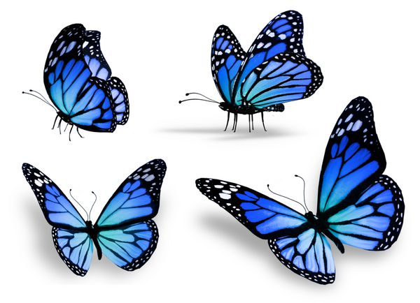 چهار پروانه آبی جدا شده در پس زمینه سفید