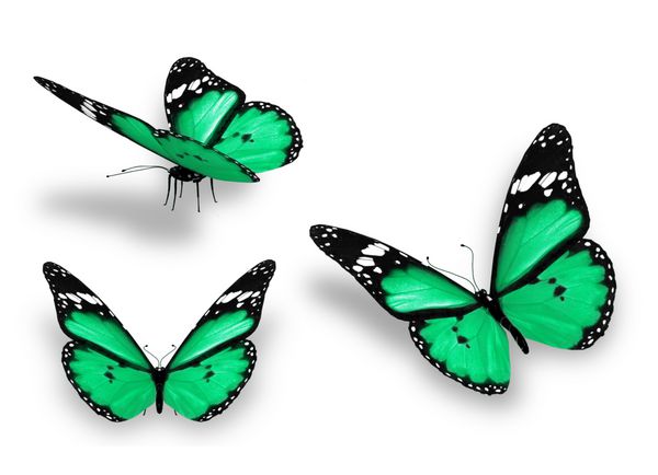 سه پروانه سبز جدا شده در پس زمینه سفید