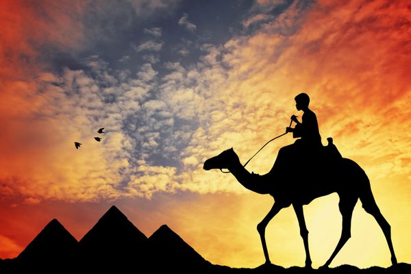 شتر در قاهره مصر