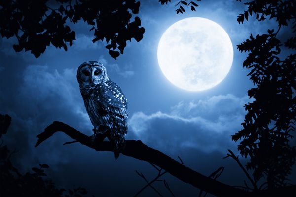 جغد در شب هالووین توسط ماه کامل روشن شده است